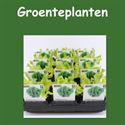 Groenteplanten