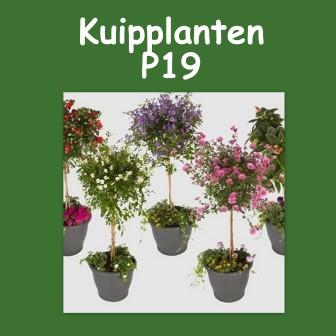 Kuipplanten