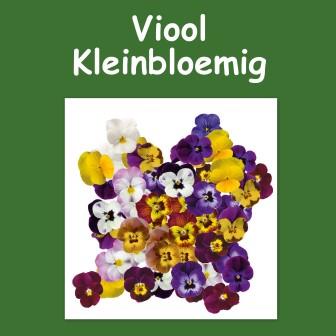 Viool kleinbloemig