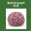 Bolchrysant