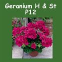 Geranium