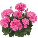 Afbeelding van Geranium Staand P12 Dolce Vita Anne