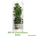 Afbeelding van KP19 Passiflora  piramide Divers