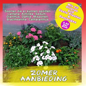 Afbeelding van Zomeraanbieding P19 Diverse planten per CC