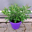 Bild von Vp Buddleia davidii P19 Chrysalis Blue
