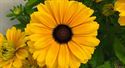 Afbeelding van VP Rudbeckia P19 Golden zen