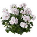 Bild von Geranium Hang P12 Double Royal White
