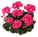 Bild von Geranium Staand P12 Tammo (roze rood met wit hart)
