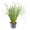 Bild von VP Pennisetum P19 orientale plumeau