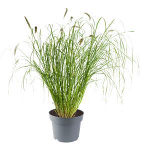 Bild von VP Pennisetum P19 orientale plumeau