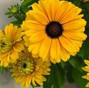 Bild von VP Rudbeckia P19 Golden zen