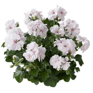 Bild von Geranium Hang P12 Double Royal White